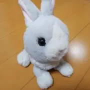 まりもの画像