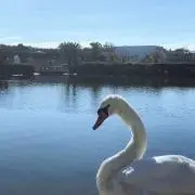 麗の画像