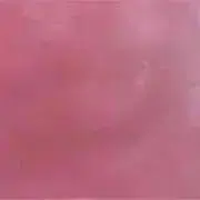 あんずの画像