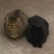 純太郎