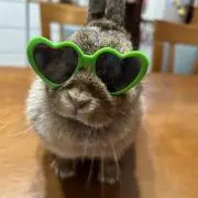 さーちゃんの画像