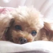 あきんこの画像