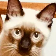 ぽんこの画像
