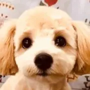 ワン