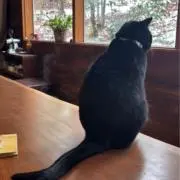 しおの画像