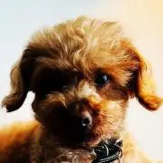 hiro