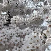 さくらの画像