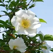 くまなん