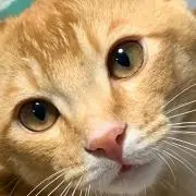 めーりんりんの画像