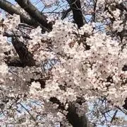 わの画像