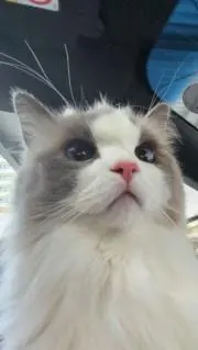 空飛びネコの画像
