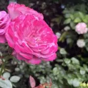 るるの画像