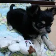 ひよこ