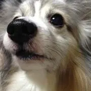 えじろう