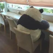 yopanda✈︎の画像