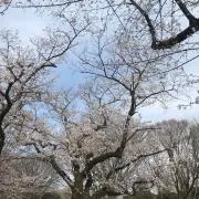 ベティ
