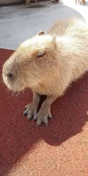まみぃの画像