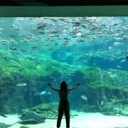 ピー助☆★の画像