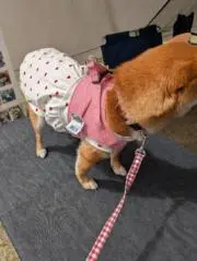 ぽっちゃん