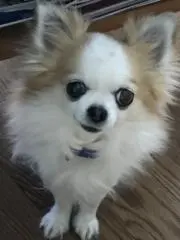 マハロの画像