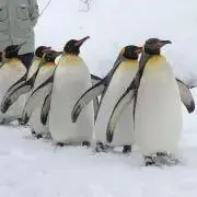 むくのすけの画像