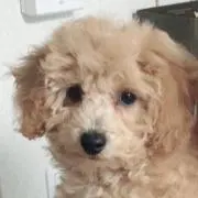 ベル