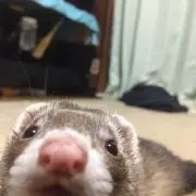 カッシー