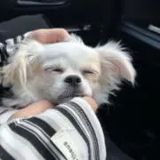 ニコングの画像