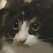 もちそんの画像