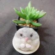 ふわりの画像