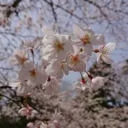 いのみの画像