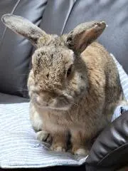 タド
