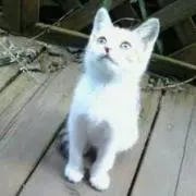 Rie