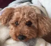 つもっちの画像