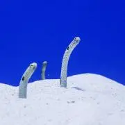 アナゴの画像