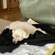 たけりんちょ