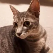 メイサブ