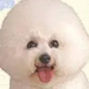 犬泉ちゃん