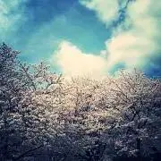 ステラの画像
