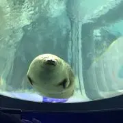 (^^)の画像