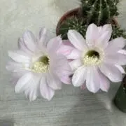 さっち