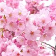 はる✩複数購入のみ値下げしますの画像