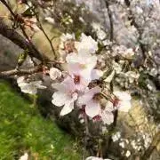 doremiの画像