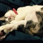 MiMiの画像
