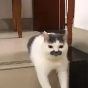 貝柱の画像