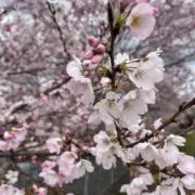 メルメルの画像