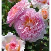 花咲か爺さんの画像