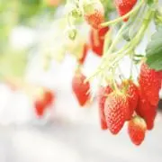 -spring×summer-