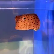 みたまの画像