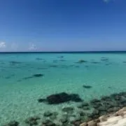 南国。の画像